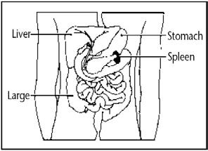Splenectomy Information for Patients Role of the spleen: The spleen has many functions, including removal of damaged blood cells.