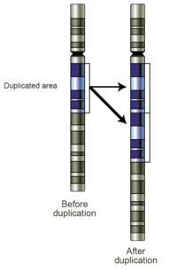 Duplication A segment of a chromosome is repeated Ex: Fragile-X Syndrome Part of the X