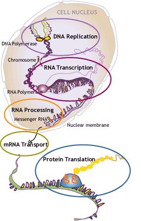 Protein synthesis Genes are transcribed into RNA (transcription).