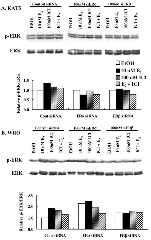 INTERNATIONAL JOURNAL OF ONCOLOGY 36: 1067-1080, 2010 1077 Discussion Figure 9. E 2 -induced ERK phosphorylation in thyroid cancer cell lines.