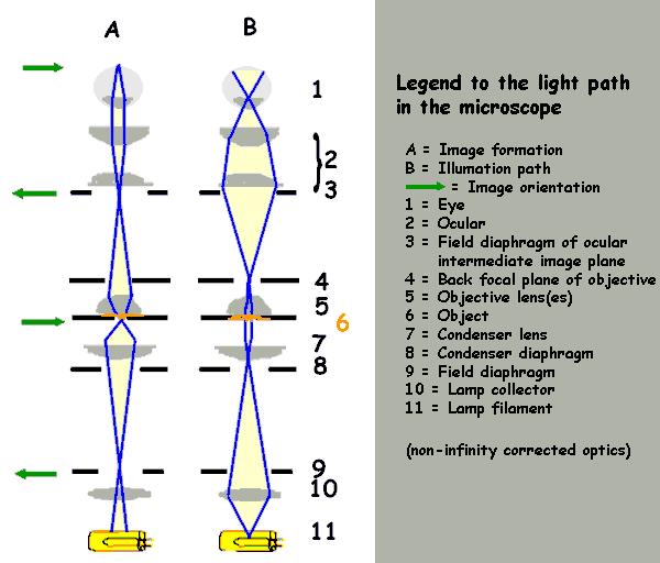 Compound Light Microscopes Compound light microscopes work by running beams of light through a series of