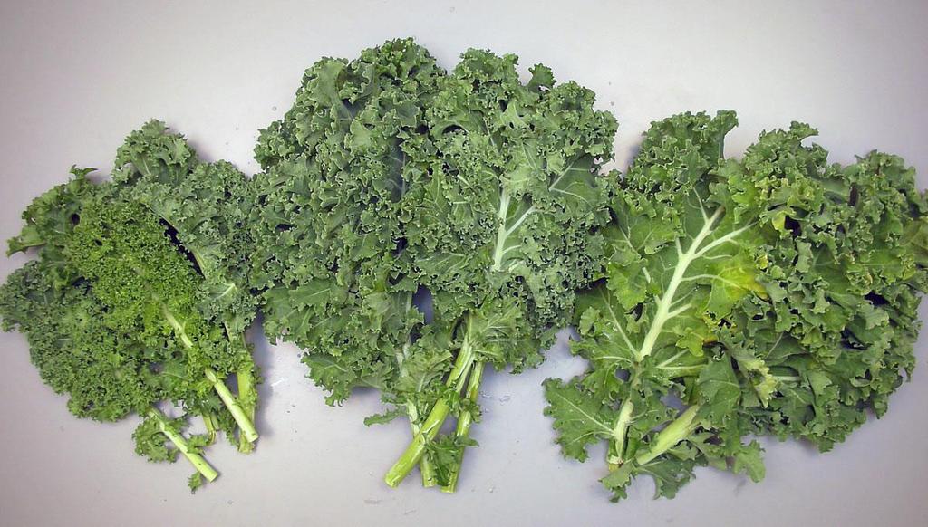 Marketability evaluation - Intact leaves 10 How important is leaf maturity for quality and shelf-life of kale