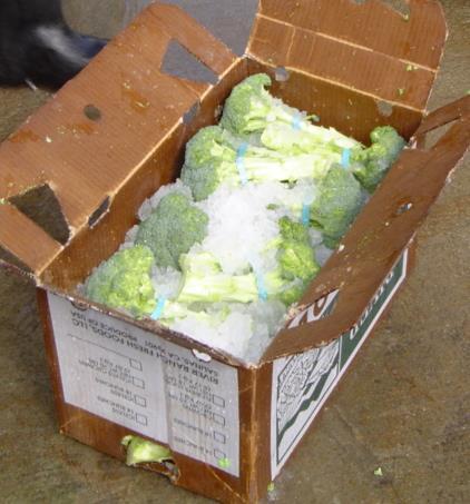 Iceless Broccoli Temperature-yellowing Moisture