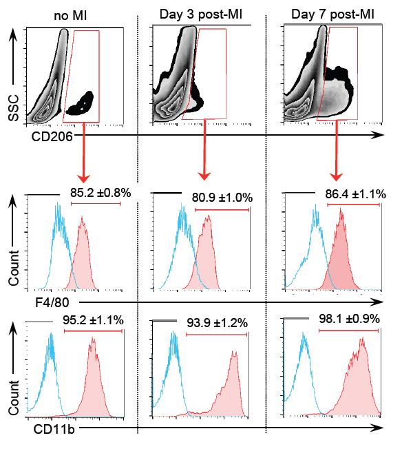 Supplemental Figure 1 Supplemental Figure 1. Cardiac CD206 + cells expressed macrophage markers.