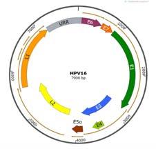 Circular doublestranded DNA virus Open reading frames coding for early (E) and late (L) proteins E6 and E7 are viral oncogenes HPV genome Low risk HPV infections Viral genome remains as an episome in