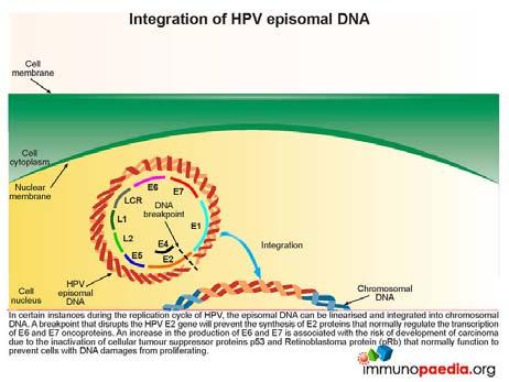 neoplastic transformation Pringle GA. The role of human papillomavirus in oral disease. Dent Clin North Am. 2014 Apr;58(2):385 99.
