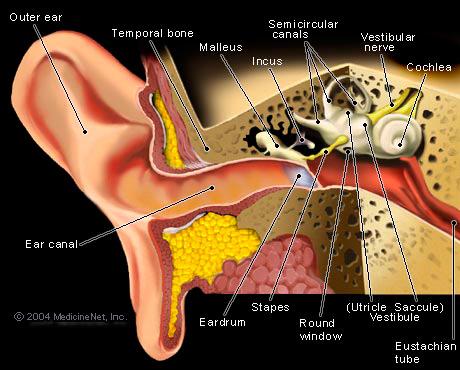 Branchial Arch Derivatives First Branchial arch (mandibular) Meckel s cartilage (forms malleus/incus) Muscles of