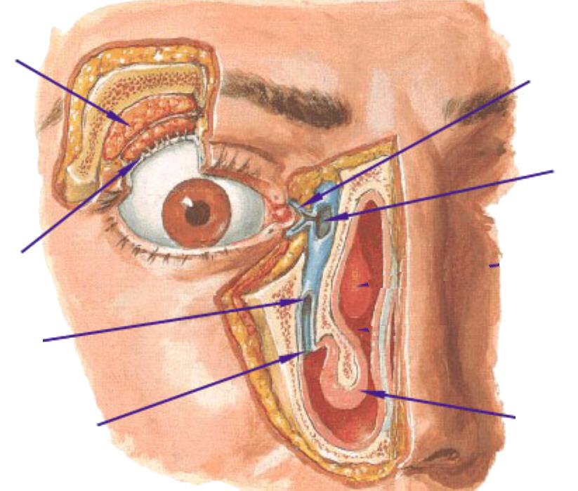 DRAINAGE OF TEARS Lacrimal gland Ducts Nasolacrimal Duct TEARS FLOW Inferior Meatus Lacrimal puncta Canaliculi Sac Inferior Concha - TEARS FLOW ACROSS EYE TO LACRIMAL PUNCTA ON MEDIAL END OF EYELIDS