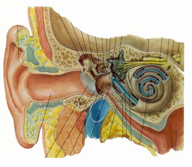 OUTER AND MIDDLE EAR DEVELOP FROM FIRST BRANCHIAL, CLEFT, MEMBRANE AND POUCH : SIMILAR TO ADULT ANATOMY First Membrane Tympanic Membrane First Pouch - Auditory Tube TYMPANIC MEMBRANE = first