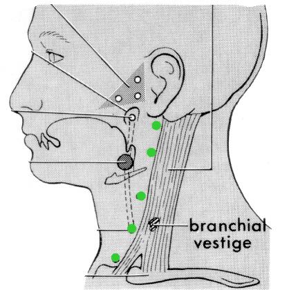 Pharynx to skin of neck; usually passes