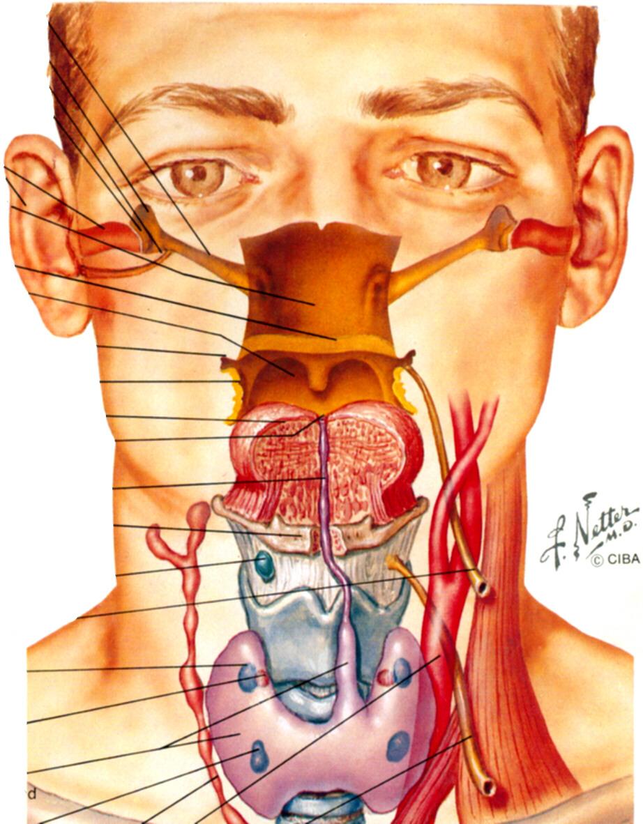 BRANCHIAL 'CLEFT' CYSTS (FISTULAE) First Branchial 'Cleft' Cyst - external auditory meatus/ auditory tube Second Branchial 'Cleft' Cyst - tract to