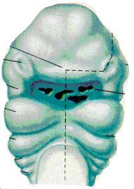 Endoderm at Oropharyngeal Membrane - Pharynx rostral