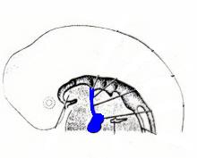of pharynx at future junction of ant 2/3 & post 1/3 of