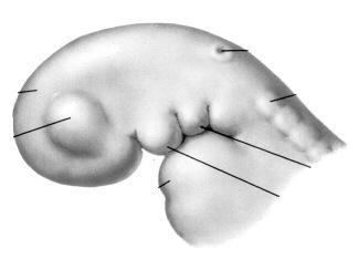 EARLY DEVELOPMENT: HEAD END ENLARGES HEAD END OF TRILAMINAR EMBRYO