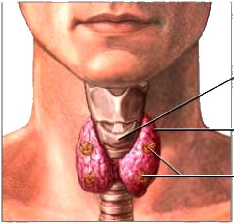 PARATHYROID GLANDS - 4 small bodies (2 on each side) located posterior to or within Thyroid gland Superior