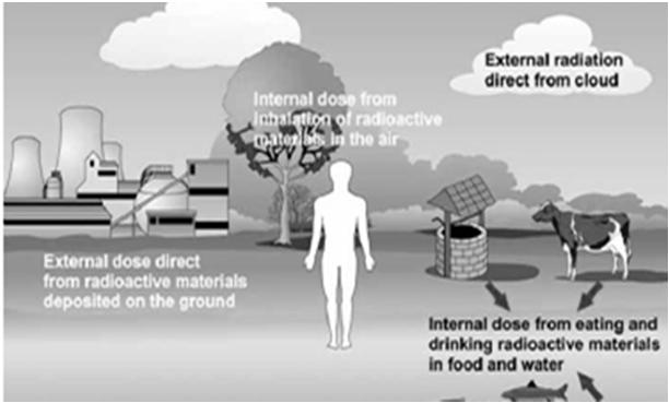 Environmental Pathways for Radiation Exposure: External, Internal, and Contamination Internal Dose from radioactive materials in the air 4 Source: WHO: Prelim Dose Assessment