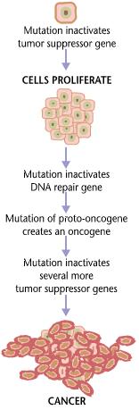 Mutation to Cancer Many Stages between mutation and effect Many factors can impact on the outcome : Dose characteristics Diet Genetic