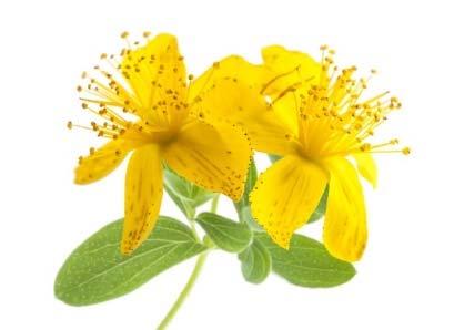 St. John s Wort Equivalent relief of depressive symptoms in mild/moderate depression compared to SSRIs.