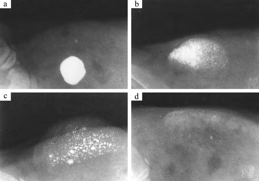 13 Figure 1 X-ray photographs of the embedded material in the abdominal subcutaneous connective tissue in rats: just after the embedding (a), 2-week specimen (b), 3-week specimen (c) and 5-week