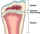 3. Epiphysis a.k.a. growth plate a.