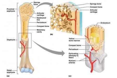 Articular cartilage a. on outer surface of epiphysis b. made of hyaline cartilage c.