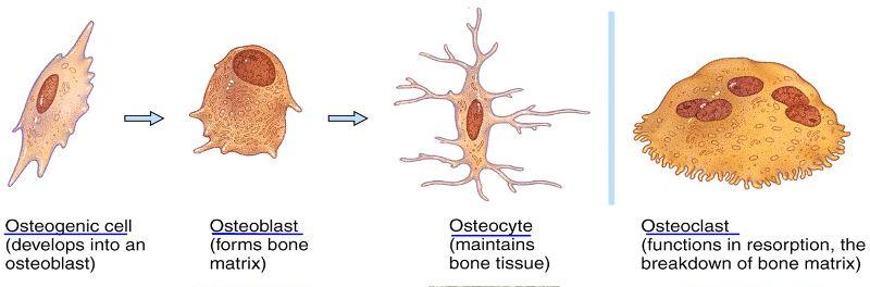 E. Types of bone cells Osteo - bone 1. Osteoblasts = secrete materials to form new bone cells & matrix 2. Osteocytes = mature, non-dividing osteoblasts surrounded by matrix, located in lacunae 3.