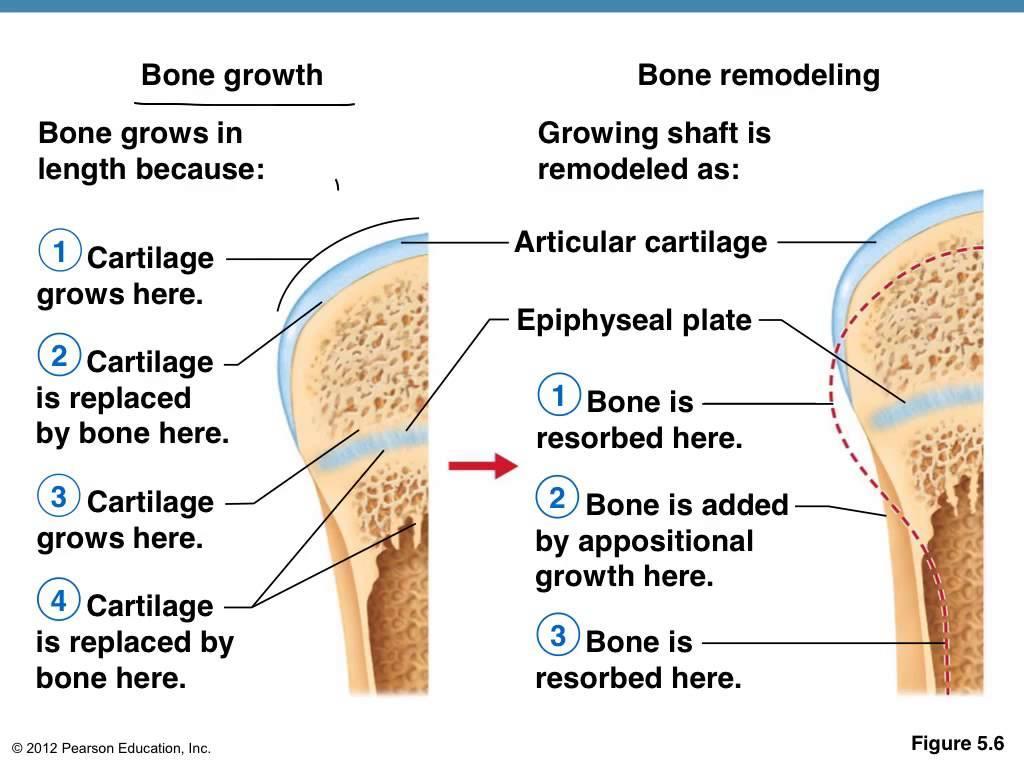 bones are sculpted into adult shapes, changing size, shape & density b.