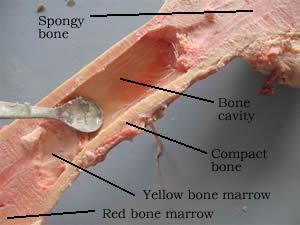 between flat bones of skull 3. Bone remodeling continual process a. due to calcium levels in blood & pull of gravity b. aided by osteoclasts & hormones c.