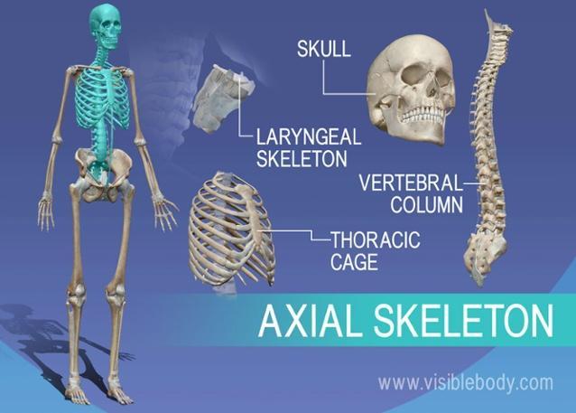 skull, vertebral column, thoracic cage 3.