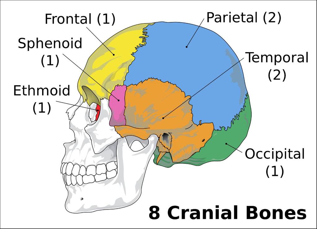 3) 8 bones a) Frontal forehead, top part of eye sockets b)
