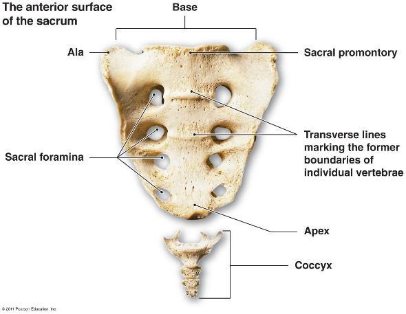 Vertebra anatomy 1) body weight-bearing portion 2) vertebral arch created by joining processes & their