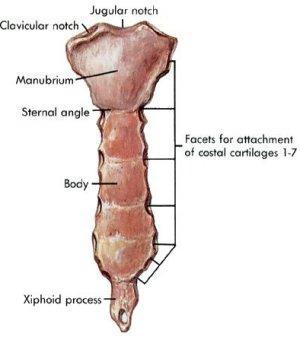 k.a. breastbone) 1) joins 1st 7 pairs ribs 2) 3 fused bones a)