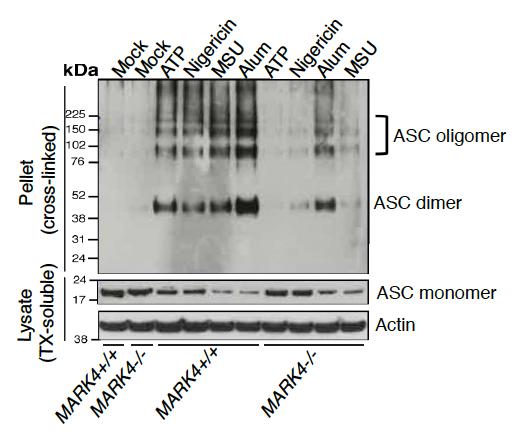 Supplementary Figure 13. ASC oligomerization is altered in MARK4 deficient cells.