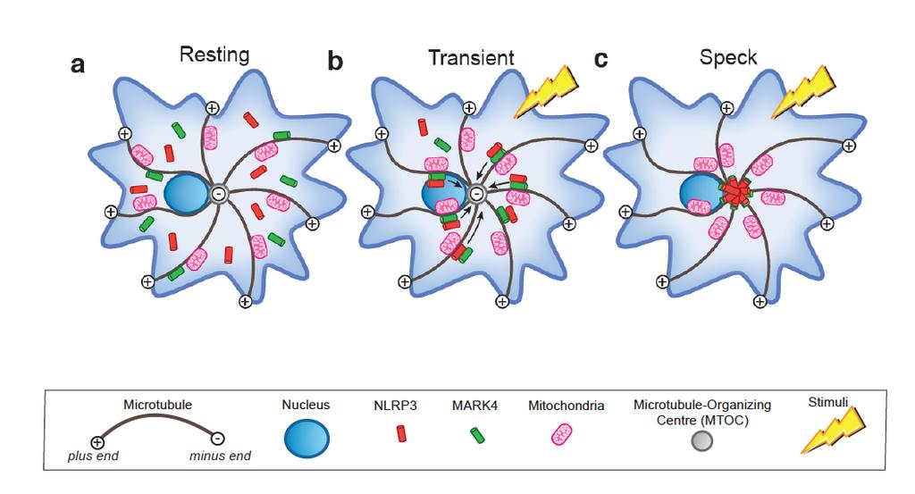 Supplementary Figure 16. Schematic representation of the role of MARK4 in positioning NLRP3. (a) In the resting state, MARK4 and NLRP3 are distributed throughout the cytoplasm.