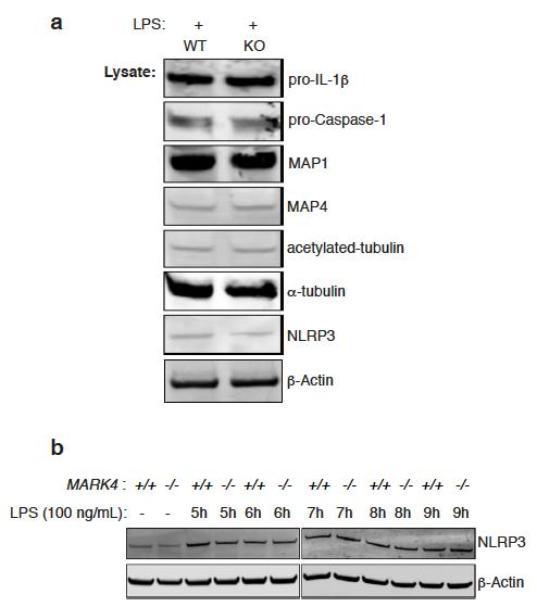 Supplementary Figure 3. The expression profile of MARK4 knock-out cells. (a) Western blot of cell lysates collected from BMDM of wild type or MARK4 KO mice.