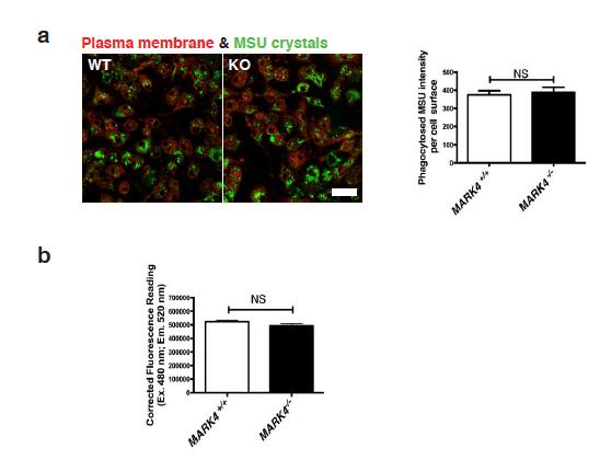 Supplementary Figure 5. Phagocytosis ability of MARK4 knockout cells. (a) Wild-type or MARK4 deficient BMDM were incubated with MSU crystals.
