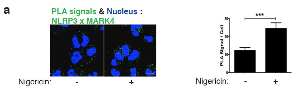 Supplementary Figure 7. MARK4 selectively binds to NLRP3. (a) PLA signal of NLRP3 and MARK4 in THP-1 cells, with or without nigericin stimulation (3 µm for 2 hrs). Scale bar= 10 µm.