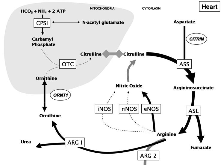 LUNG HEART & VASCULAR TISSUES: CITRULLINE AND ARGININE PROCESSING TO NITRIC OXIDE