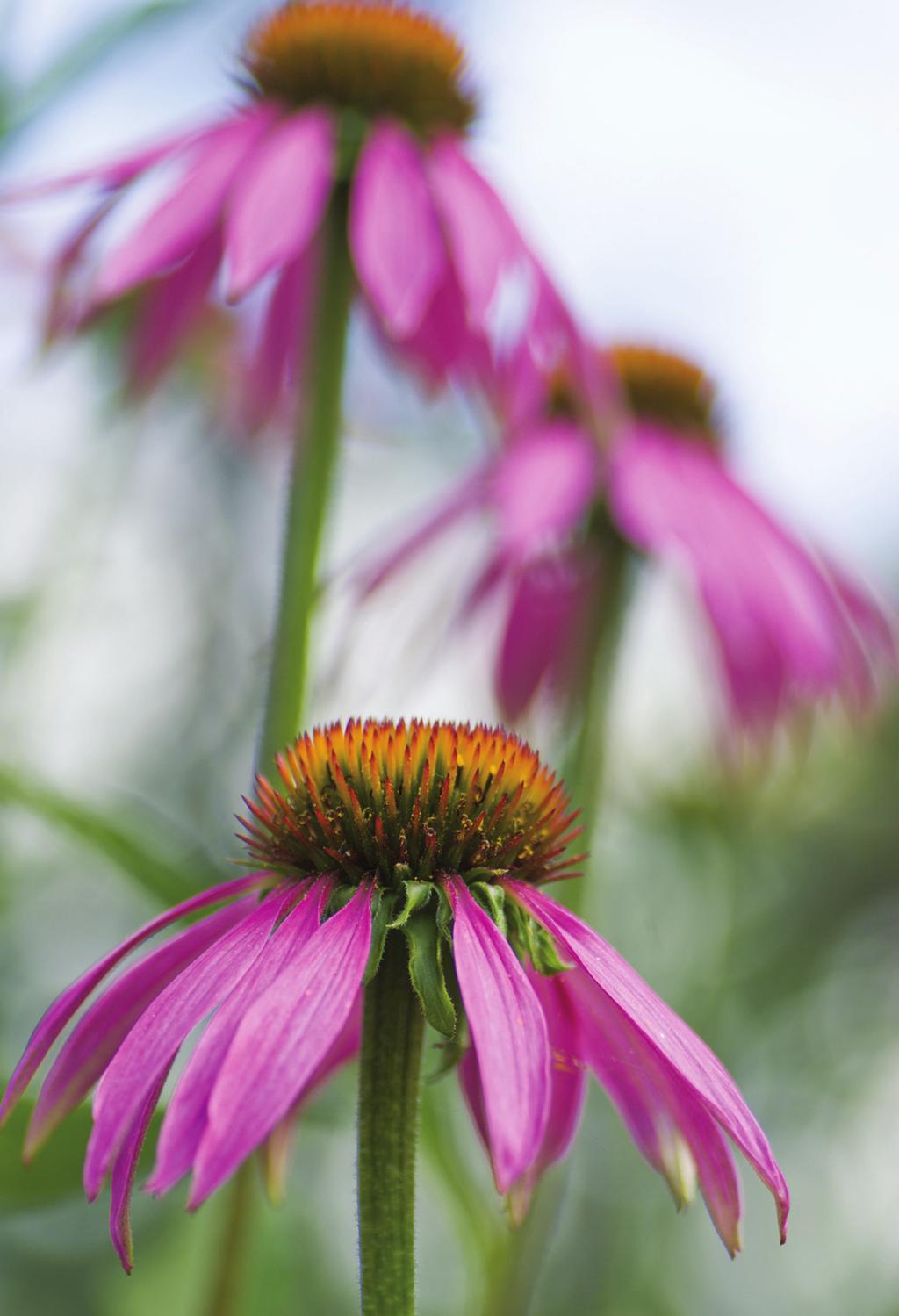 Echinacea that the consumption of spicy foods, including those seasoned with these tasty and potent herbs, can ward off digestive infections.