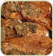 Neem Bark Bark of the neem tree contains medicinal properties and is used in a number of industries. Neem bark has traditionally been used in a number of medicine systems like Ayurveda, Unani etc.