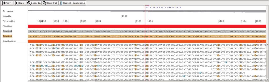 C. Consensus browser indicates C and G at this position 1116 where C belongs to contig 1, B*35:01:01:02 and G belongs to contig 2 which is novel allele with one base mismatch in exon 3 in