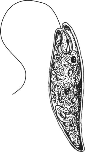 11. The illustration below represents two protists. 13. Which cell part is correctly matched to its function?