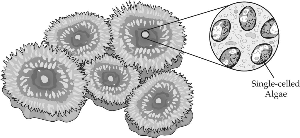 18. Use the information and the figure below to answer the following question(s). uring a trip to the beach, llen finds a colony of sea anemones on a rock.