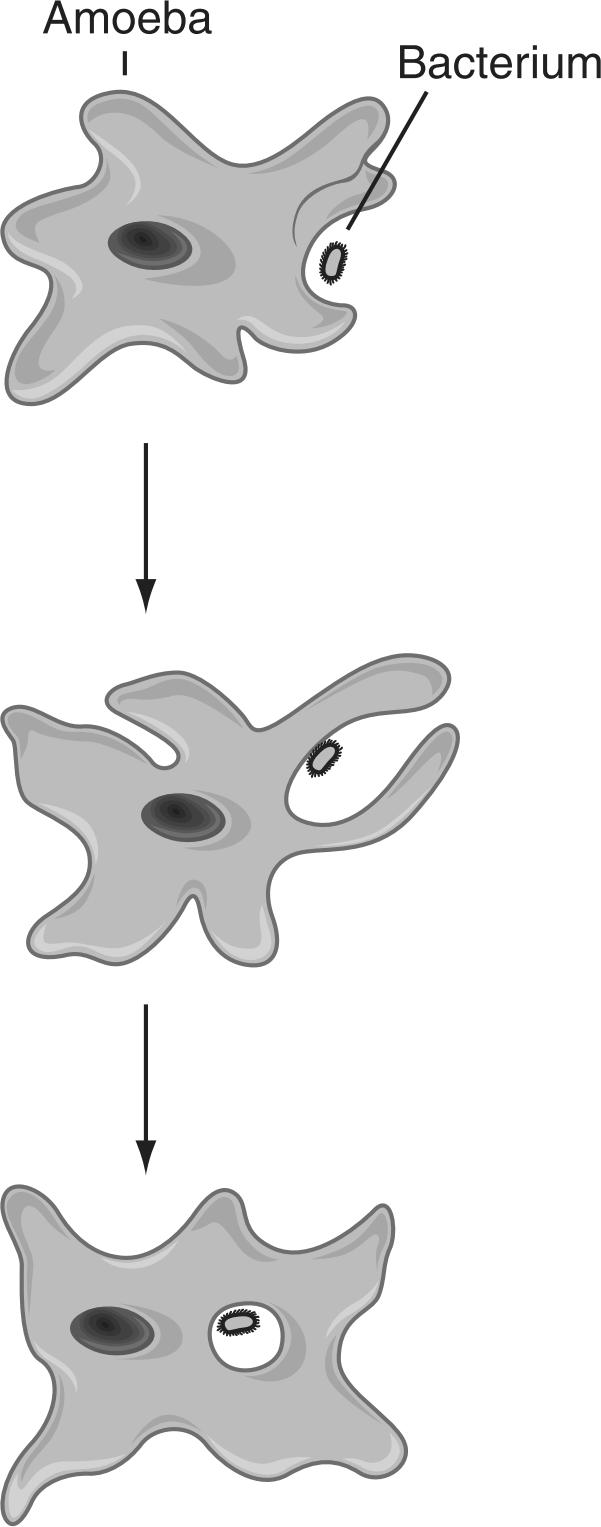 20. The diagram below shows an amoeba performing a function necessary for life. 21.