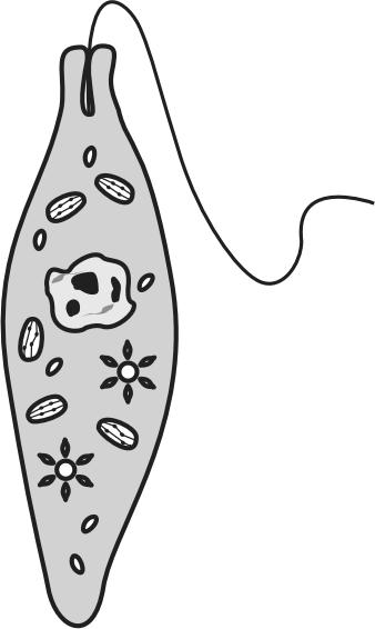 23. The illustrations below are of a euglena, a paramecium, and an amoeba. 26. The digestion process begins in which of the following?. large intestine. mouth. small intestine.