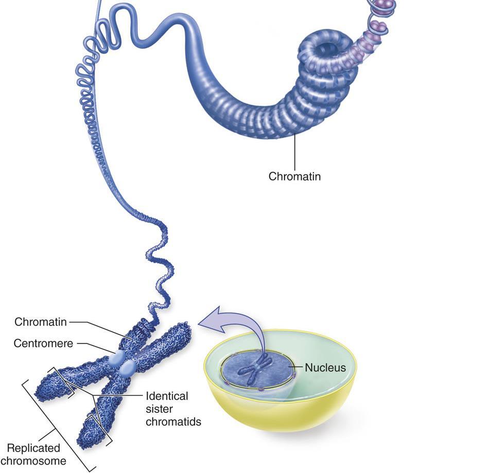 Replicated Chromosomes Condense Before Eukaryotic Cell