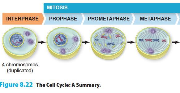 Chromosomes Divide During Mitosis