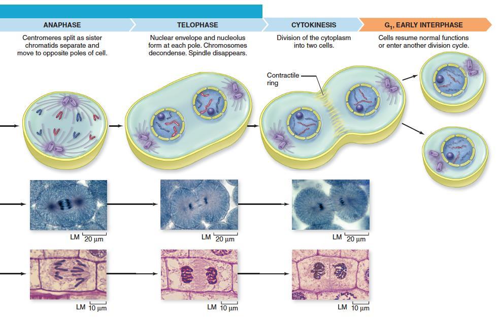 Chromosomes Divide During Mitosis Section 8.