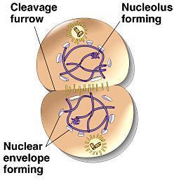 Telophase & Cytokinesis Nuclear