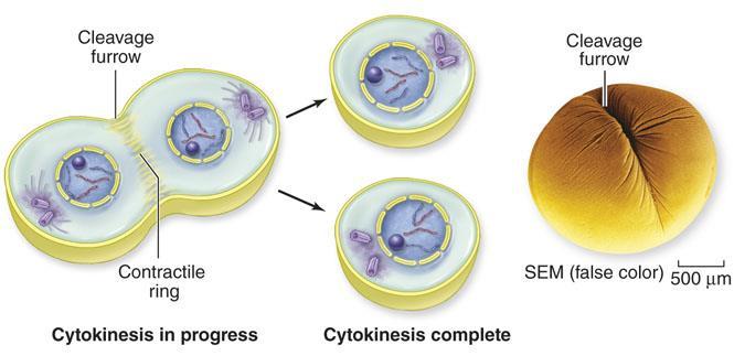 Cytoplasm Splits in Cytokinesis In an animal cell, the first sign of cytokinesis is the